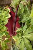 Dracunculus vulgaris RCP6-2010 126.jpg